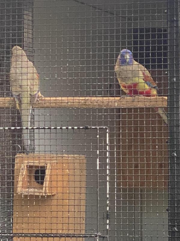 BLUE BONNET RED VENTED PR