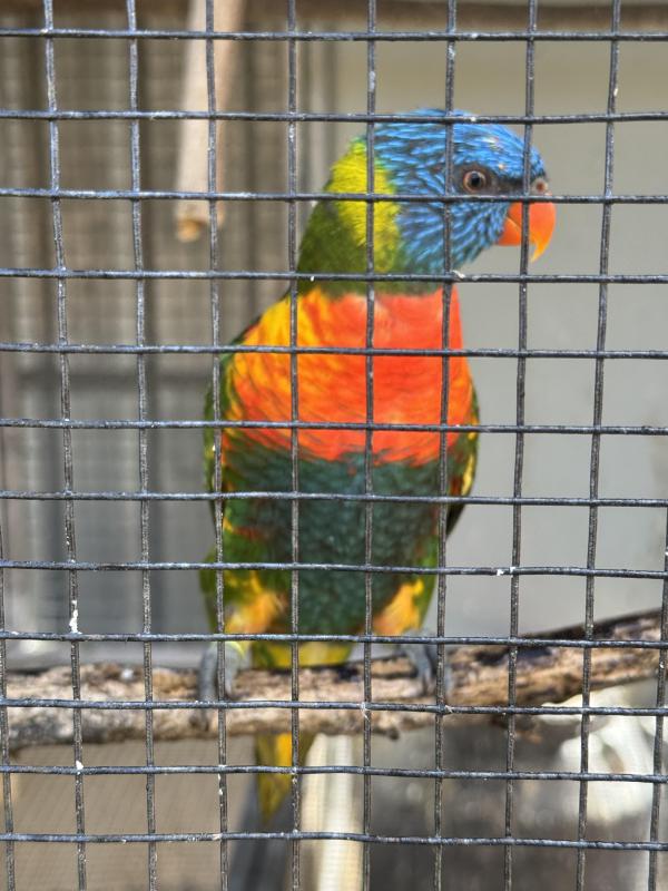 Pied split blue unrelated pair