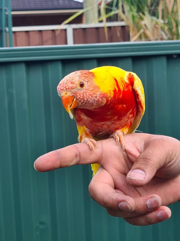 Lutino lorikeet