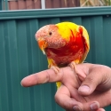 Lutino lorikeet