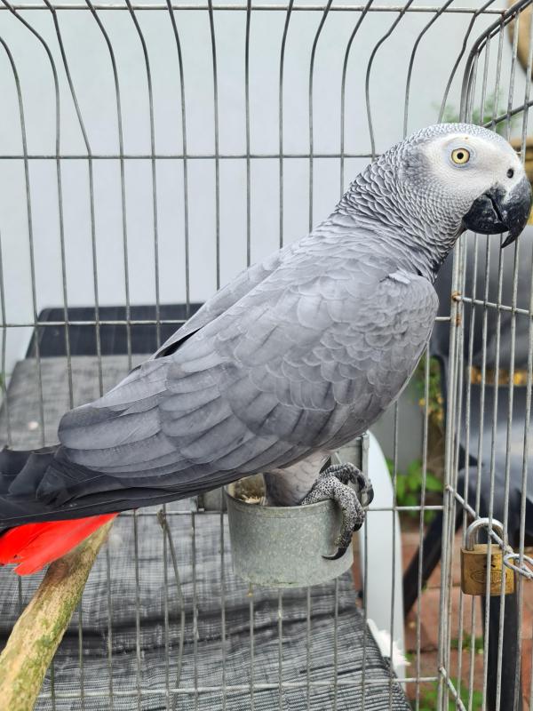 BIRDS  GOING TO ORANGE