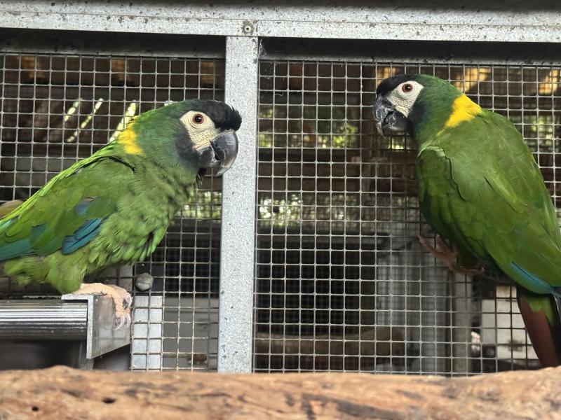 Breeding pair of yellow collar macaws