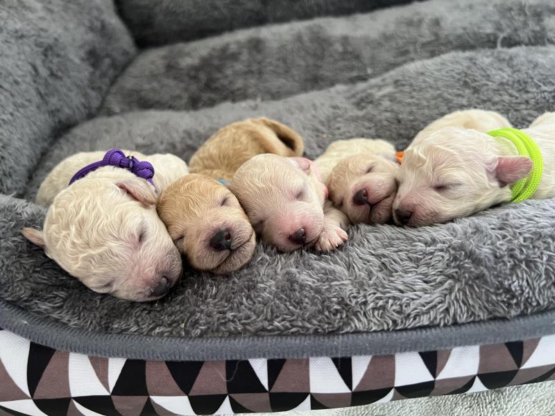 Purebred Toy Poodle Puppies