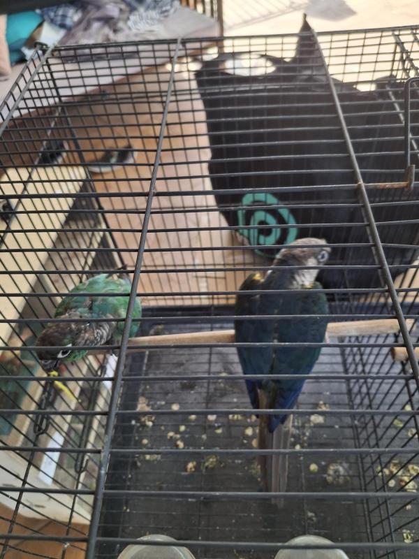 Conures Double Factor Violet male yellow side