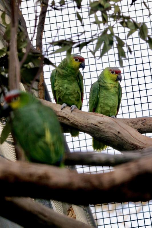 Lilacine Amazon (Amazona lilacina)