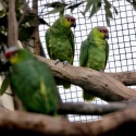 Lilacine Amazon (Amazona lilacina)