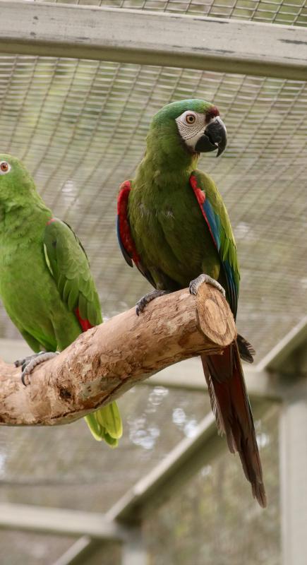 Chestnut-fronted Macaws (Ara Severus)