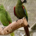 Chestnut-fronted Macaws (Ara Severus)