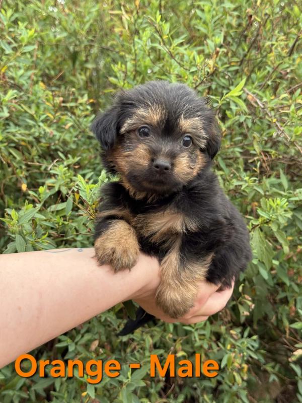 Australian Silky Terriers