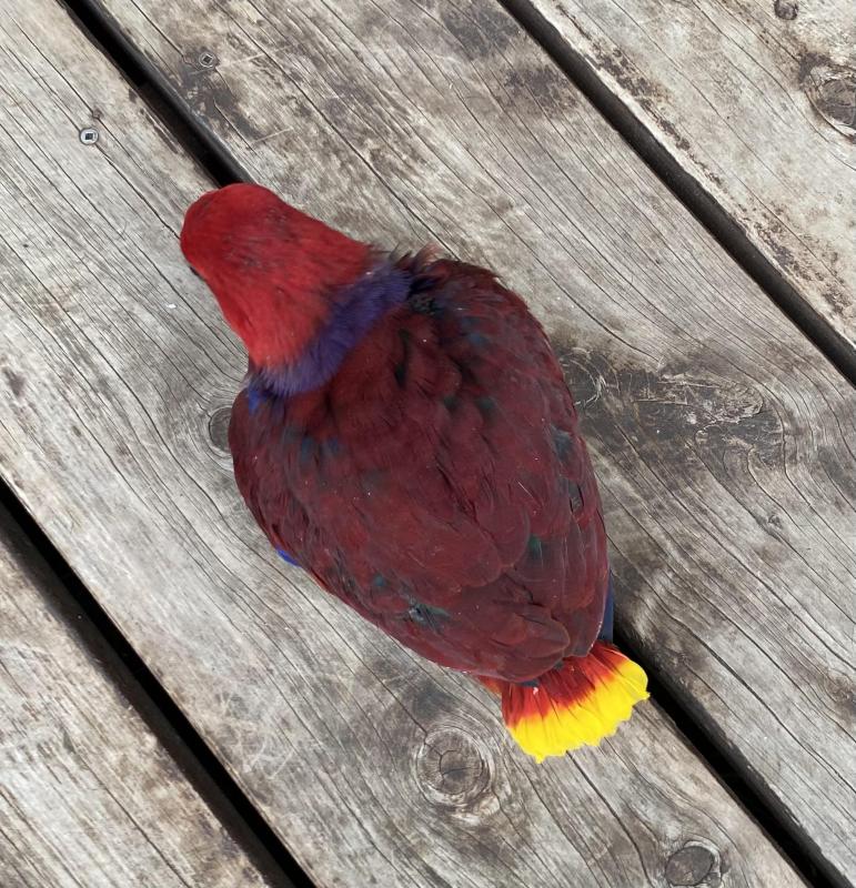 Hand raising quality Vosmaeri Eclectus hen