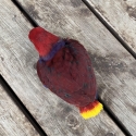 Hand raising quality Vosmaeri Eclectus hen