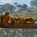 Golden Conures - Queens