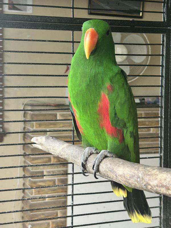 Eclectus . Aruensis males