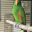 Eclectus . Aruensis males