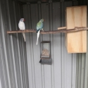 Ringnecks  Opaline  Cleartails Proven Breeders