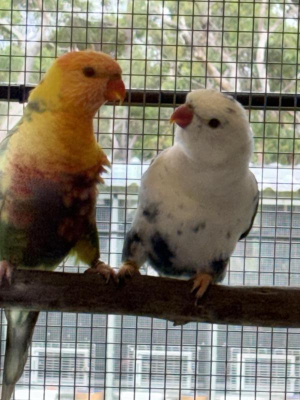 The real worlds first  jade DF blue rainbow sale