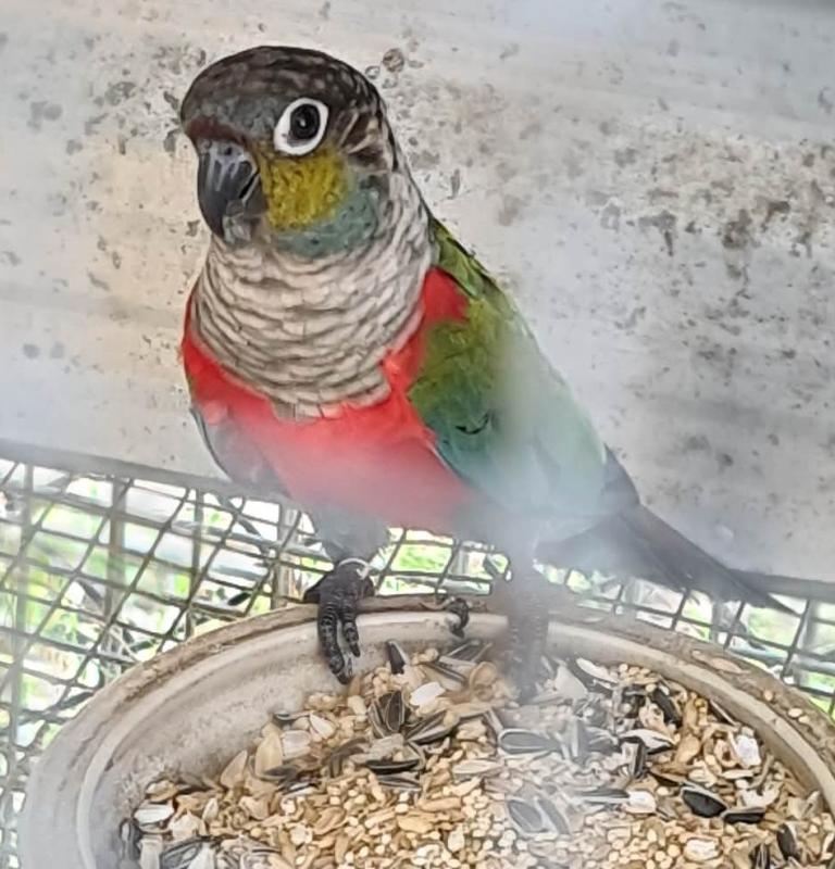 crimson bely conure