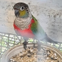 crimson bely conure