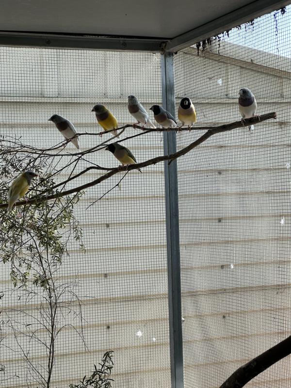 looking for blue and silver gouldians