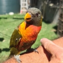 2 hand reared rainbow lorikeets