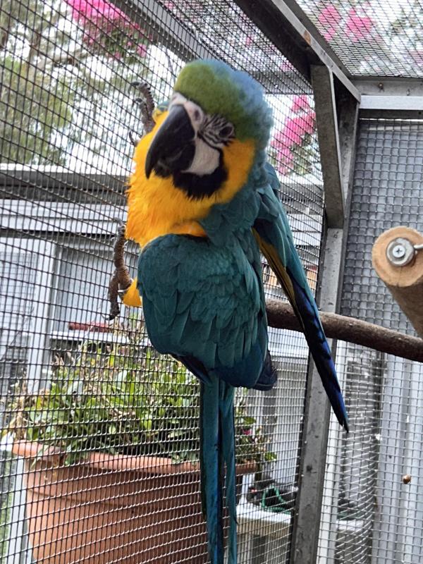 Blue and Gold Macaw female