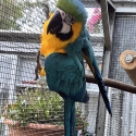 Blue and Gold Macaw female