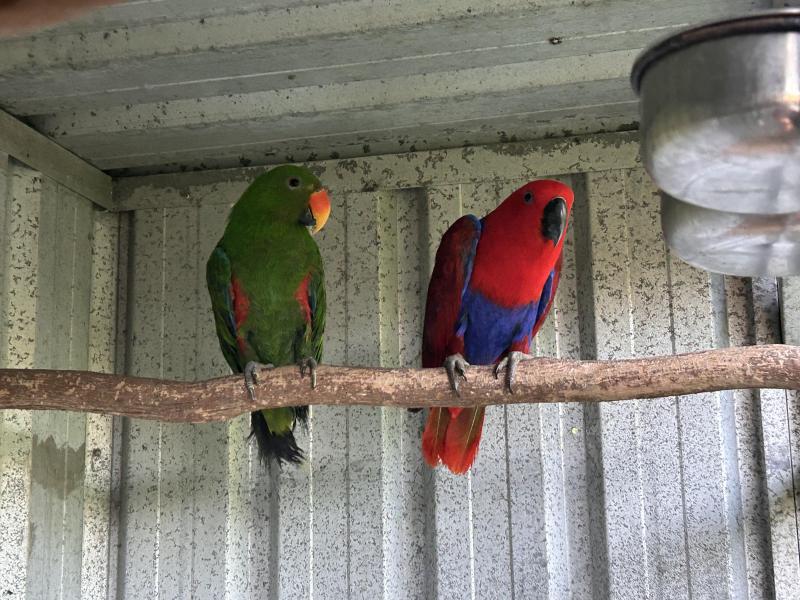 Eclectus Aruensis pair. Bonded