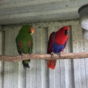Eclectus Aruensis pair. Bonded