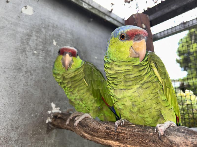 Amazon breeding pair. Lilac Crown