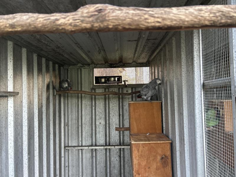 African Grey Breeding Pair ( Congo)