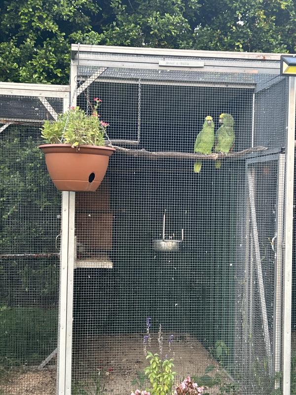 Amazon breeding pair. Yellow Crown