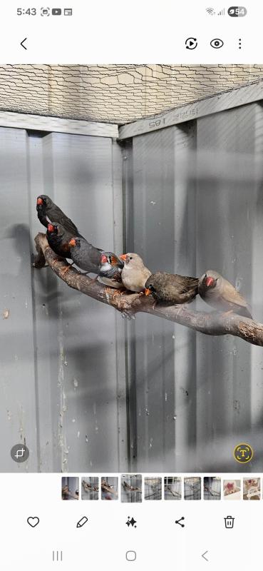 Charcoal zebra finches