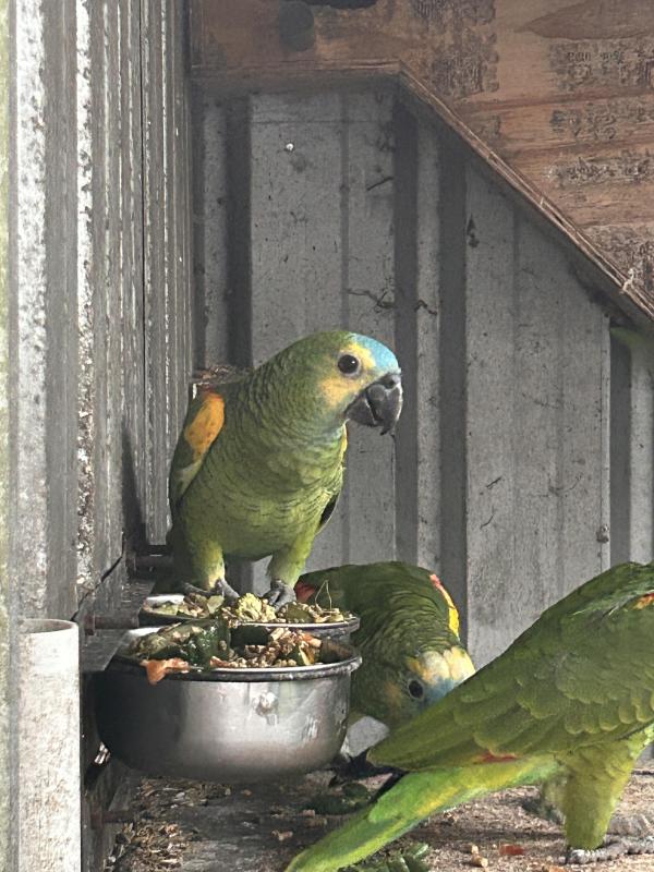 Amazon blue fronted, yellow wing
