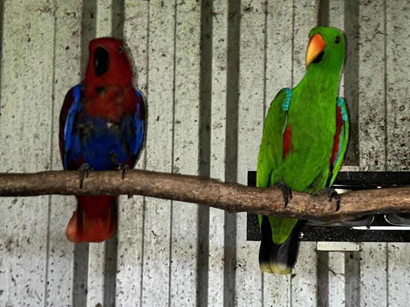 Eclectus Solomonesis.( Solomon Island) pure