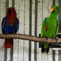 Eclectus Solomonesis.( Solomon Island) pure