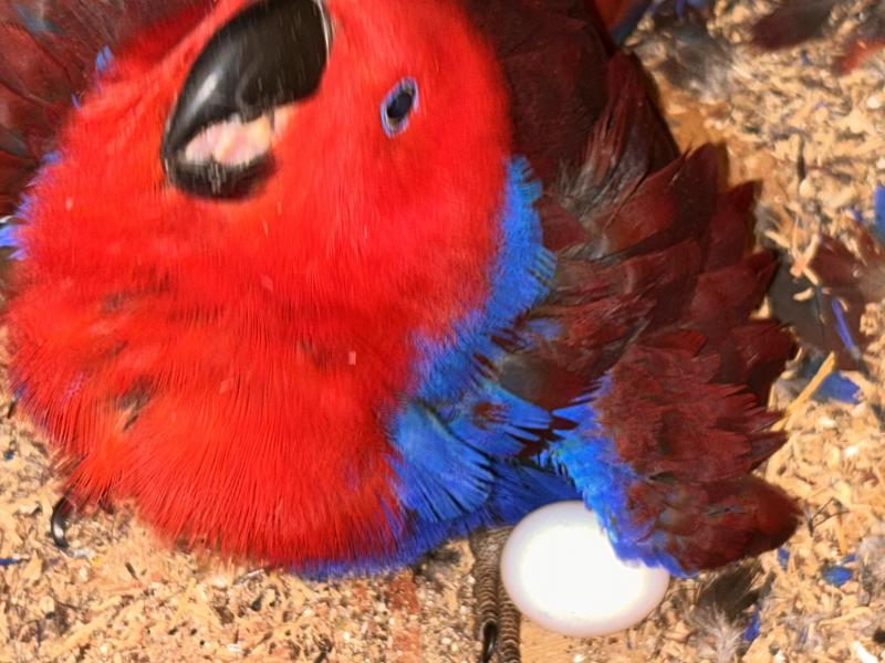 Eclectus breeding pair