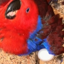Eclectus breeding pair