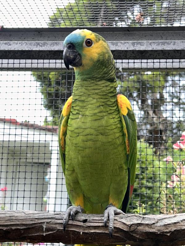 Amazon pair. Blue fronted YW male and BFA female