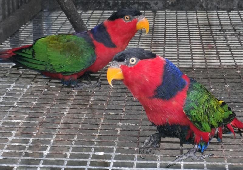 Black capped red brested lory pair