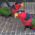 Black capped red brested lory pair
