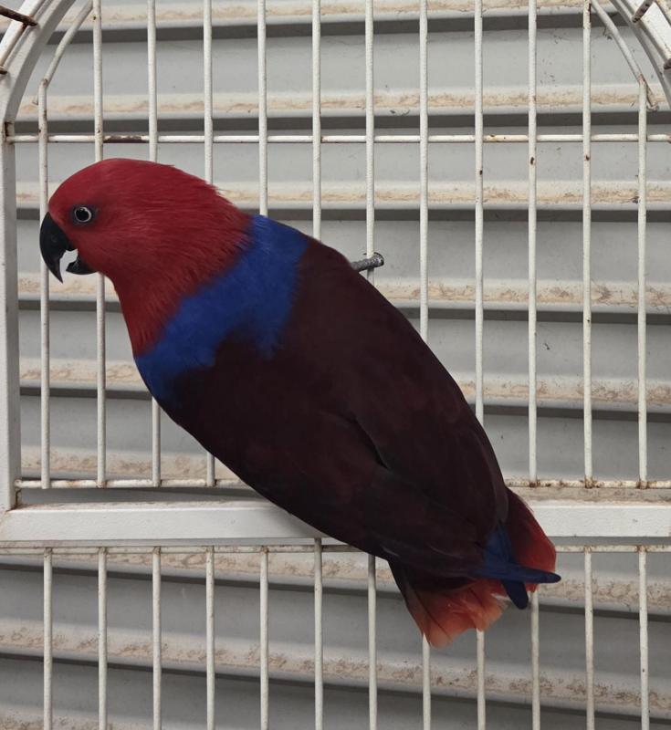 Female Eclectus