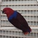 Female Eclectus