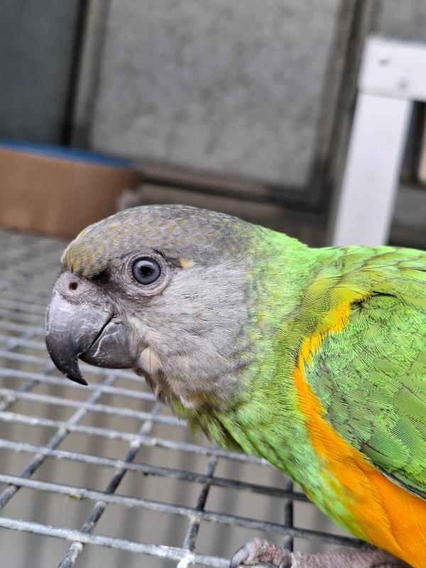 Senegal parrots hand raised