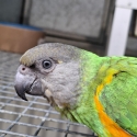 Senegal parrots hand raised