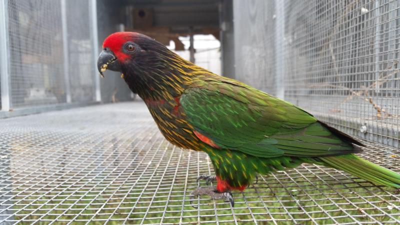 Yellow Streaked Lory cock