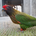 Yellow Streaked Lory cock