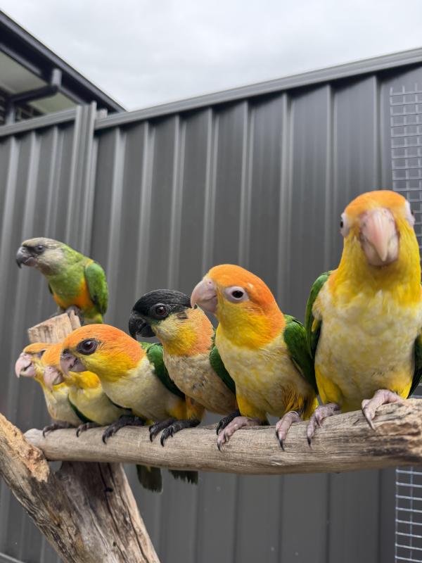 Baby s White belly & black headed quick & sinagal Parrots babies