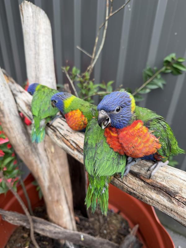 Rinbow Lorkeet babys hand raised tame