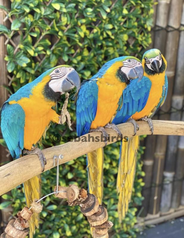 Blue & Gold hand raised very friendly good with kids excellent feathers