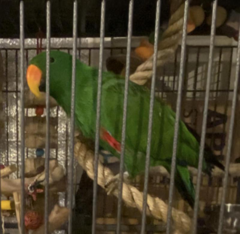 Eclectus, Male and Female, Not Bonded
